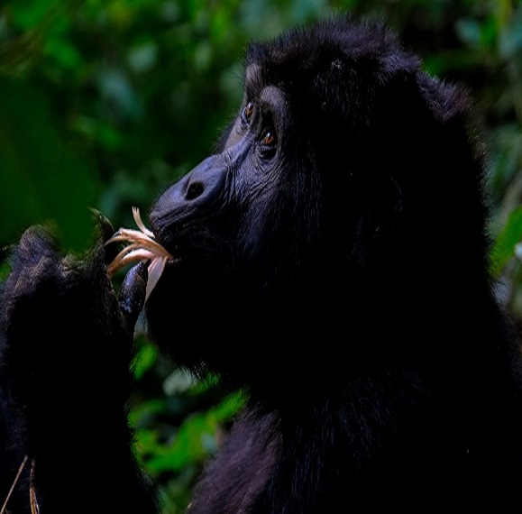 1 day rwanda gorilla trekking,Best time to go gorilla trekking